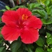 Hibiscus, Rejuviated