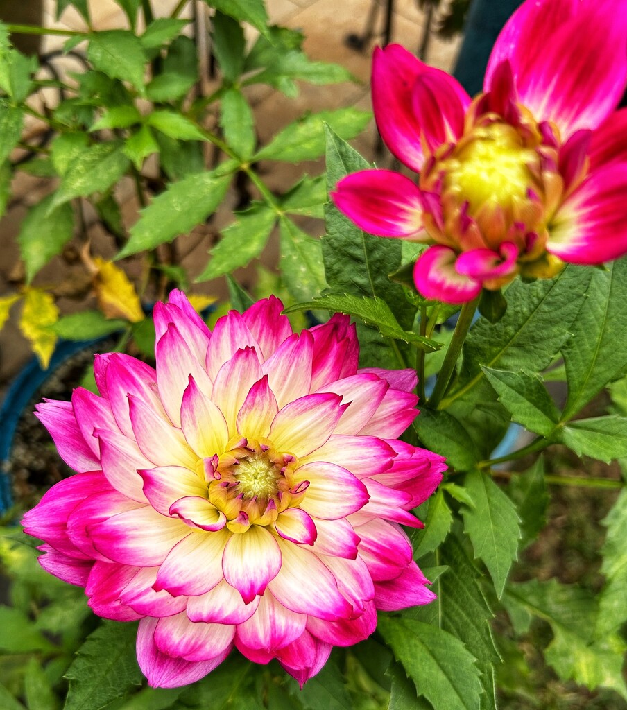 Dahlia Anew by marylandgirl58