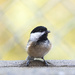 Chickadee by fayefaye