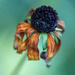 Orange Coneflower by pdulis