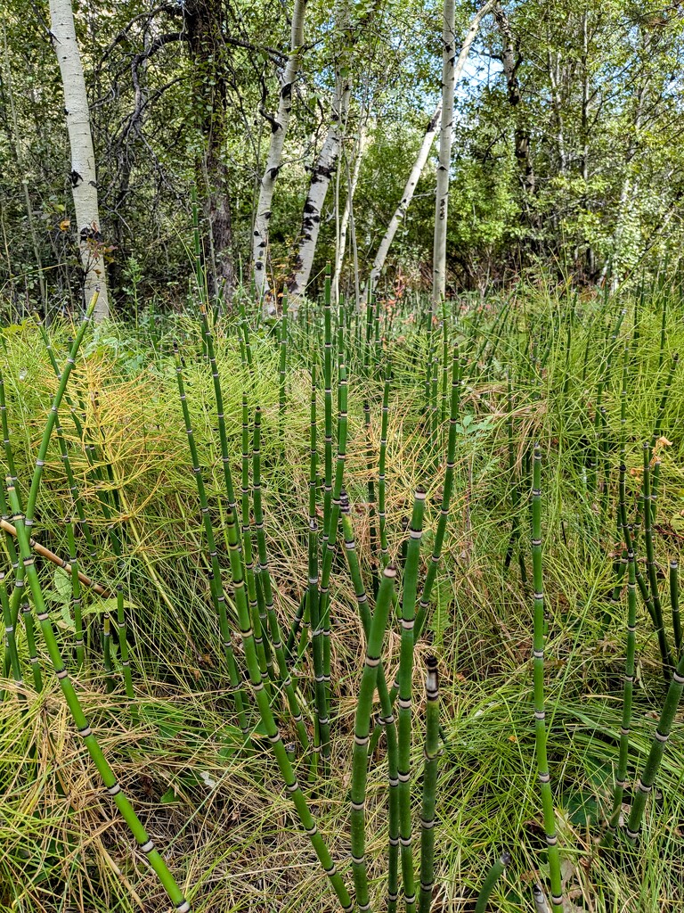 Sinks Canyon Aspens and Horsetail Ferns by wakuwaku
