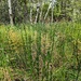 Sinks Canyon Aspens and Horsetail Ferns