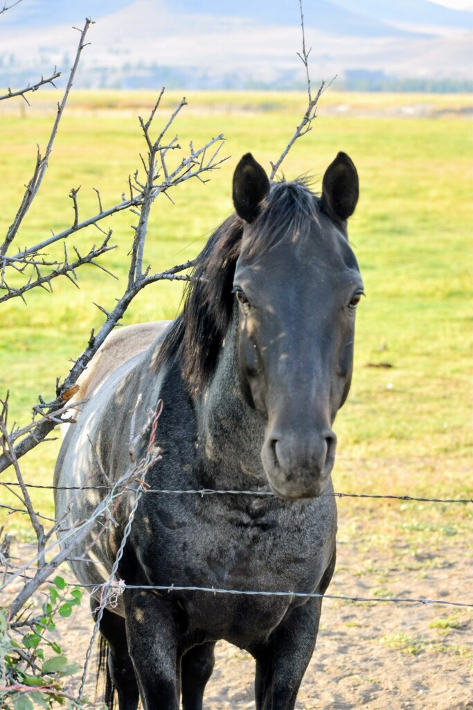 Horse #3 by bjywamer