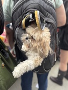 21st Sep 2025 - A fellow shopper