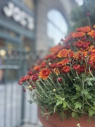 19th Sep 2025 - Mums at Trader Joe’s 