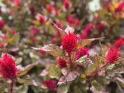 18th Sep 2025 - Red grass?