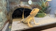 20th Sep 2025 - Bearded dragon at petco