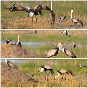 22nd Sep 2025 - Botswana Day 7 - 1