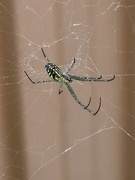 22nd Sep 2025 - Leucauge 