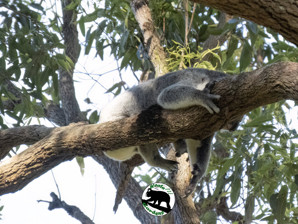 out for the count by koalagardens