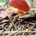Little Fungi