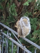 22nd Sep 2025 - Showing Off