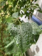 22nd Sep 2025 - Rainy Morning