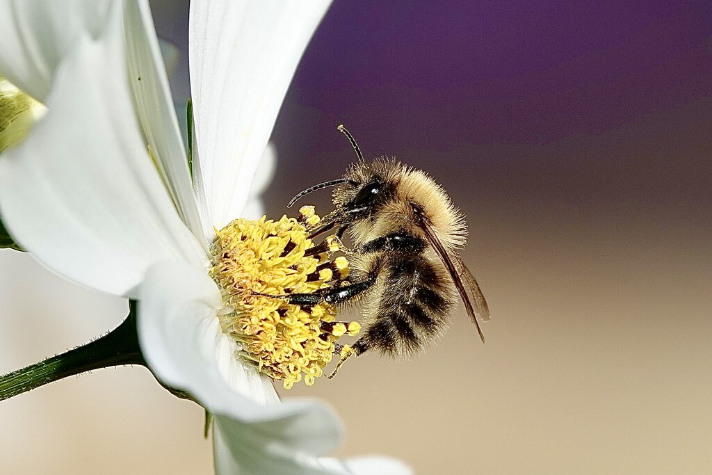 Fluffy by carole_sandford