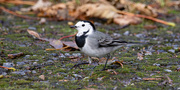 22nd Sep 2025 - Wagtail