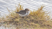 22nd Sep 2025 - Sleepy Dunlin
