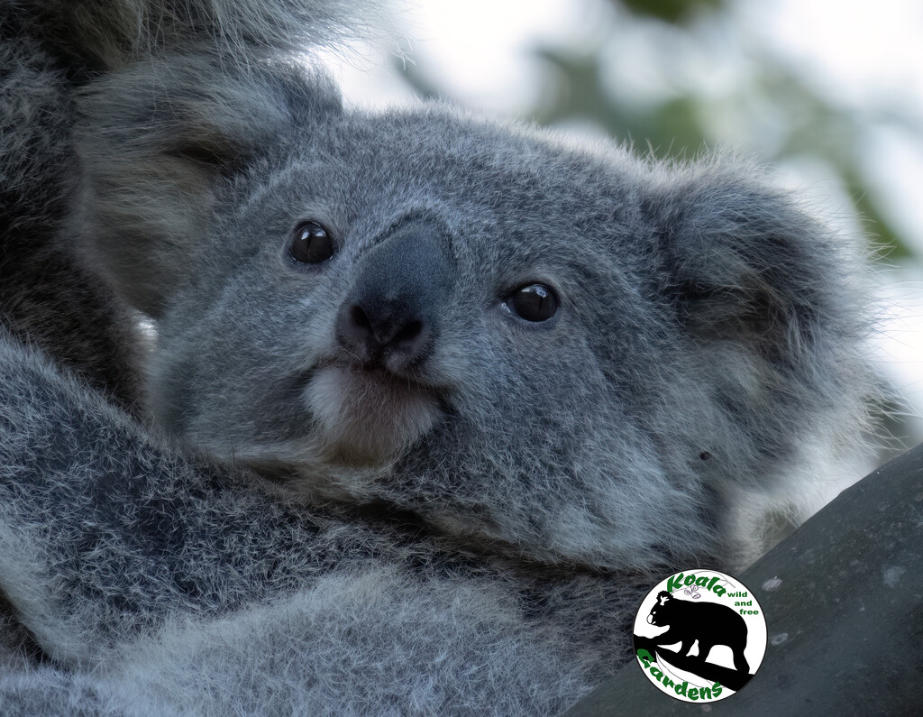 making eye contact by koalagardens