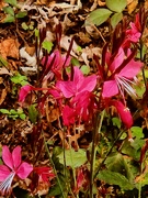 22nd Sep 2025 - Guara