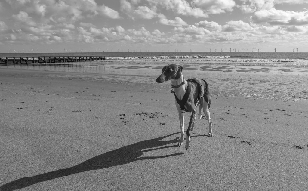 Daytripper  by phil_howcroft