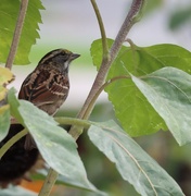 22nd Sep 2025 - Here's Your Chance