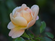 22nd Sep 2025 - Ready for My Closeup