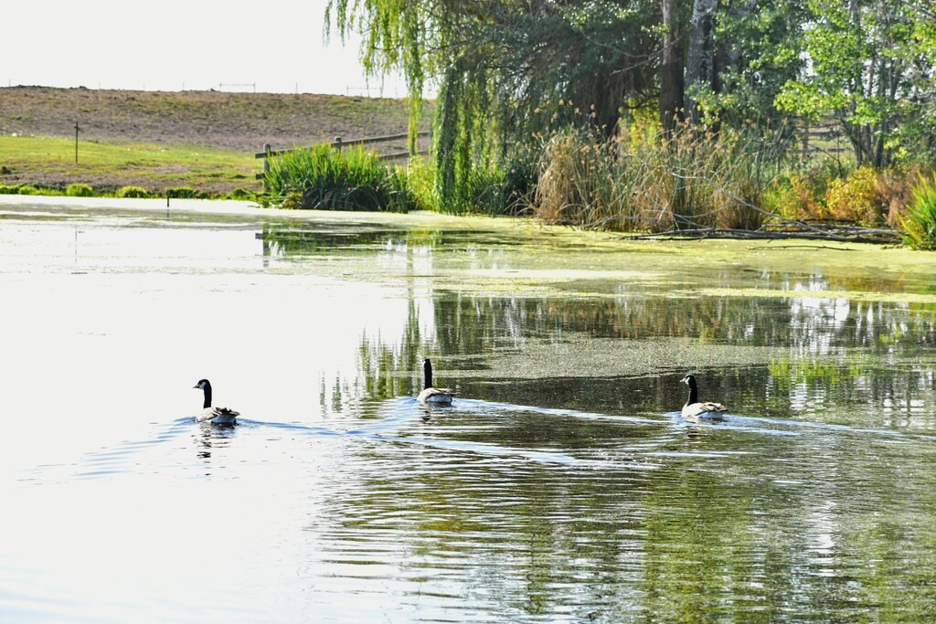 Three Canada Geese  by bjywamer