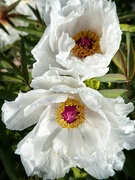 23rd Sep 2025 - Its Peony time!