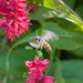 Bee in Motion by shutterbug49