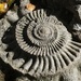 Ammonite Fossil by fishers