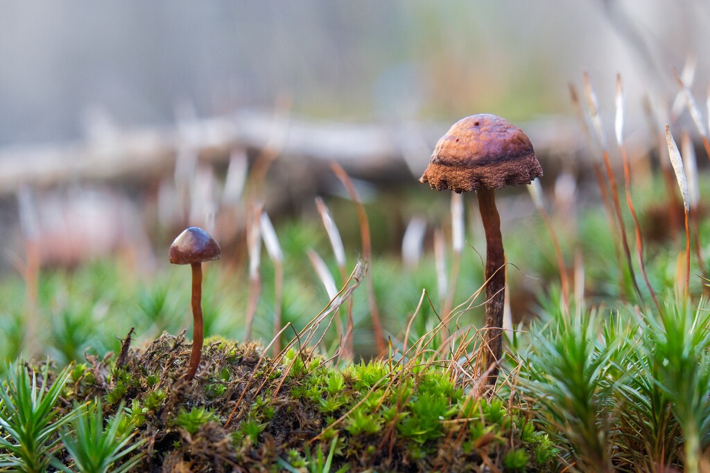 Life Finds a Way by okvalle