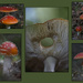 Fungi  by 30pics4jackiesdiamond