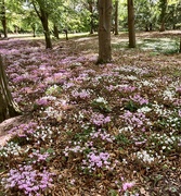 23rd Sep 2025 - Carpet of Autumn Cyclamen 