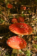 23rd Sep 2025 - Fly agaric family 