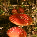 Fly agaric family  by wakelys