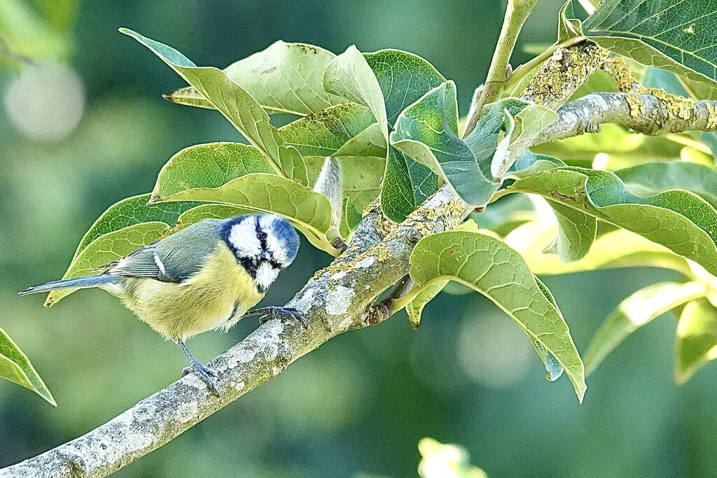 Ooh what are you? by carole_sandford