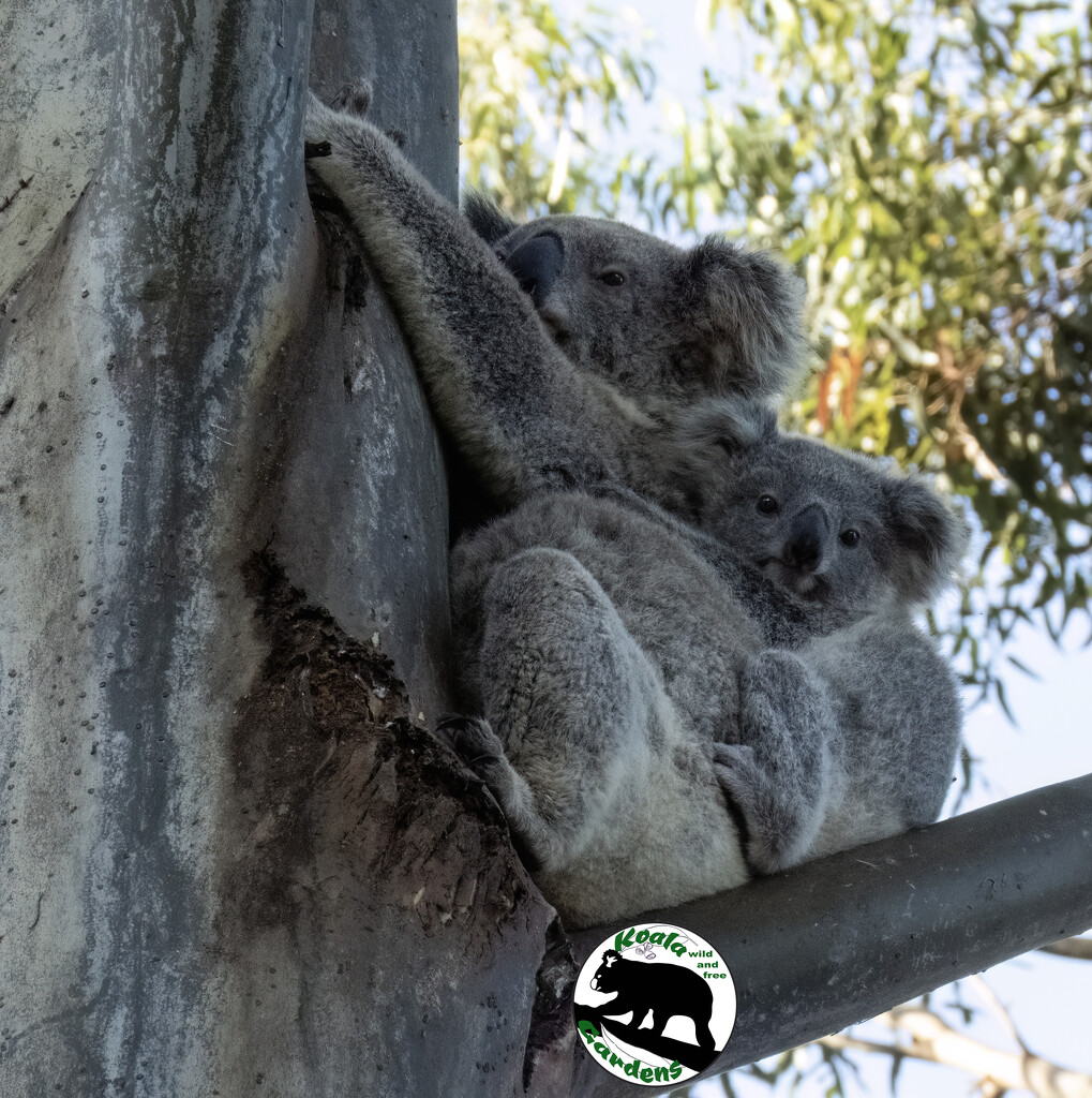 the koala way by koalagardens