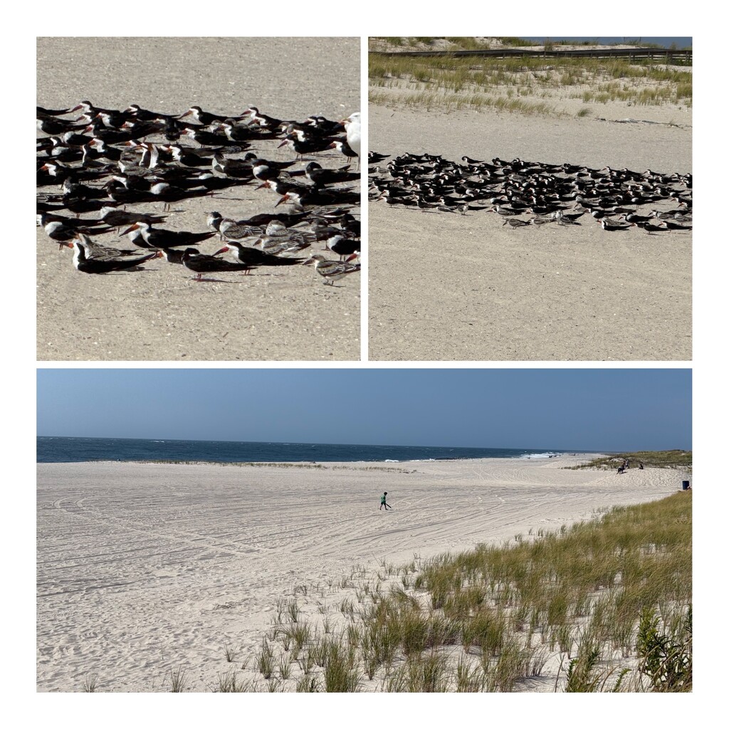 Oystercatcher birds Lido Beach, NY by markbg