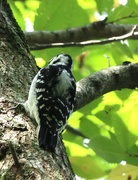 23rd Sep 2025 - Tapping Away