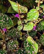 23rd Sep 2025 - Coleus in Bloom