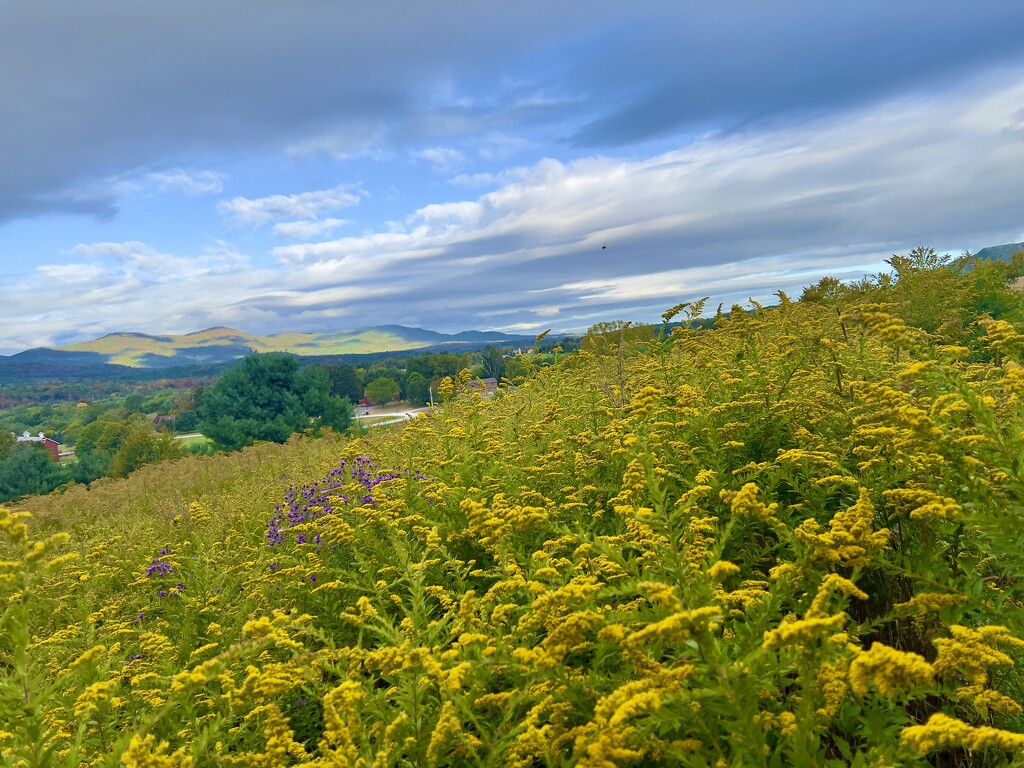 VT Meadow by corinnec