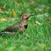Northern Flicker by ljmanning