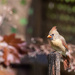 Cardinal Female by pdulis