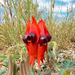Sturt's Desert Pea 