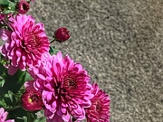 23rd Sep 2025 - 23september