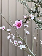 24th Sep 2025 - Plum