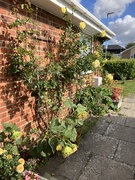 24th Sep 2025 - Dying 