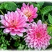 A Trio Of Dahlias by carolmw