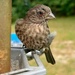 A young female house finch... by marlboromaam