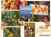 24th Sep 2025 - Harvest time