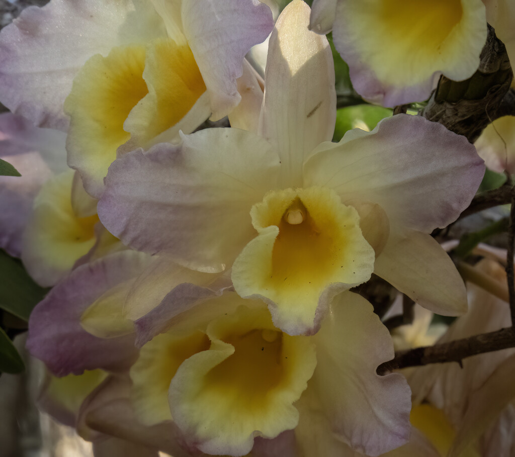 filling the frame by koalagardens